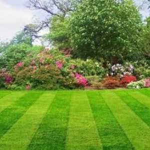 Красива и гъста трева по плевнята
