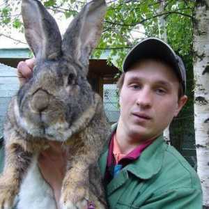 Красиви умни гигантски зайци: Възродена порода