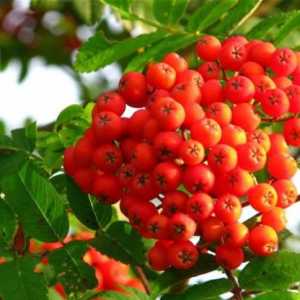 Red Rowanberry: полза и вреда за нашето здраве