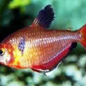 Червена тетра или малка риба: характеристики на съдържанието в аквариума