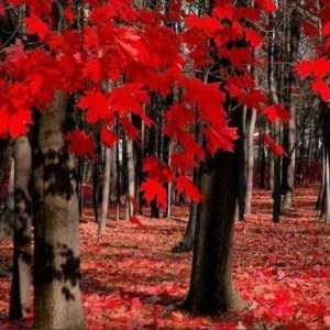 Червени и черни дървета: описание, функции