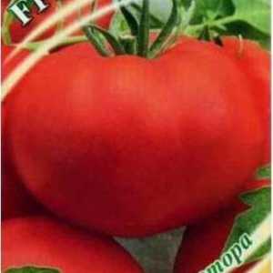 Krasnobay (домат): характеристики и характеристики на сорта