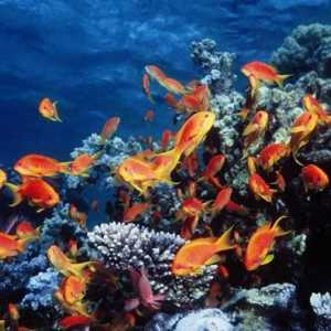Червено море (Египет) - уникална екосистема