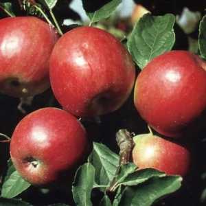 Червено рано - ябълково дърво за южните градини