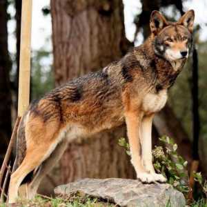 Червеният вълк (планина): описание на видовете, сила. Проблемът за опазването на населението