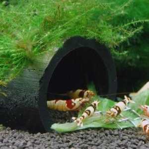 Аквариум за скариди: видове, условия за поддръжка и репродукция
