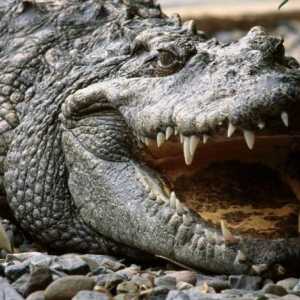Крокодил: къде живее? Къде живеят крокодилите и какво ядат?