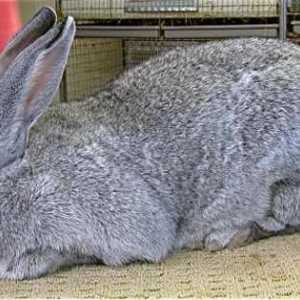 Заекът е сив гигант. Породи на зайци: описание и снимка