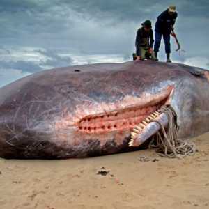 Най-голям зъбен кит. Размер на китовете