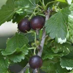 Черното грозде: популярни сортове и употреби