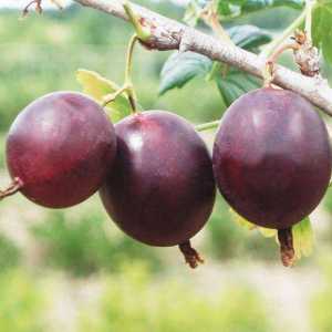 Дати на цариградско грозде: описание на сорта, особености на отглеждането, рецензии
