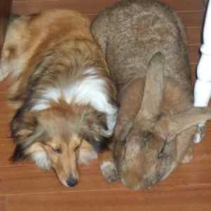 Кой е той, най-големият заек на света? Зайци-гиганти: повече от много кучета
