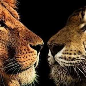 Кой е по-силен - лъв или тигър? Битката за титаните