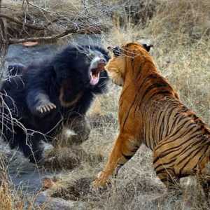 Кой е по-силен - мечка или тигър? Хищници в природата
