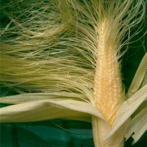 Цимент от царевица: полезни свойства и противопоказания за употреба