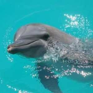 Банийки с делфини е забавление или метод на психотерапия?