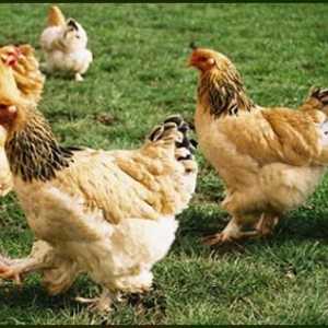 Пилешки породи: култивиране и грижи