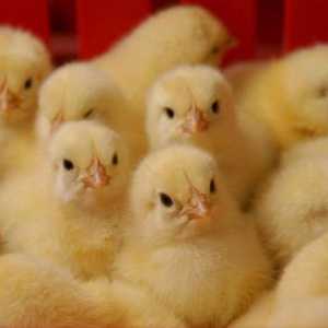 Пилета-бройлери: отглеждат се за месо. Хранене, условия на живот