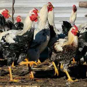 Пилета Юрловски изрази: описание на породата, условията на задържане, фуражи, прегледи