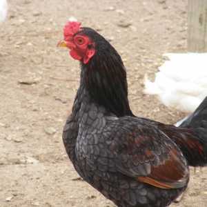 Пилета Корниш: описание на породата