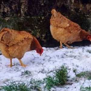 Кокошки носачки: съдържание през зимата без проблеми