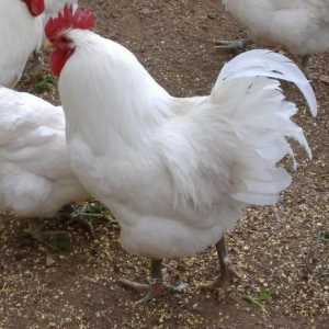 Пилета Плимут: общо описание и описание