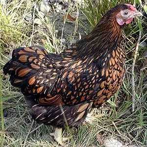 Пиле Viandot: описание на породата, снимка, ревюта