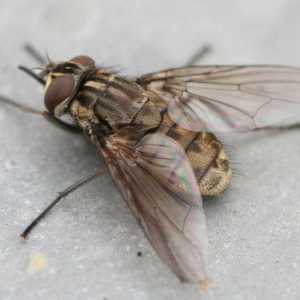 Ухапвания на мухи - кои са те? Защо мухите хапят хора и животни?
