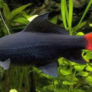 Labeo bicolor: описание, снимка, съвместимост с други риби