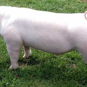 Landras - порода прасета, най-доброто за развъждане на свине на бекон