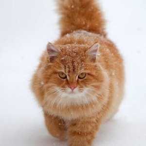 Любовни и зли червени котки: защо мечтаете? Какво предвиждат?