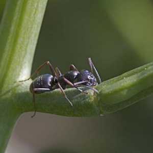 Lazius nigga: описание и начин на живот на градинска мравка