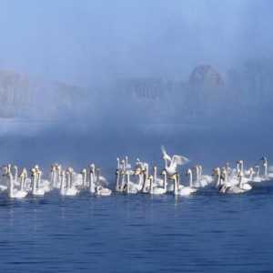 Лебедово езеро (Алтай): снимки и ревюта на туристи