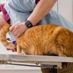 Лечение, лишаващо котката. Опасни кожни заболявания