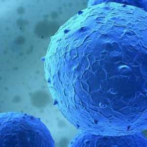 Лечение на стволови клетки: Характеристики и ефикасност