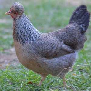 Legbary (порода пилета): описание, характеристики и характеристики на грижите