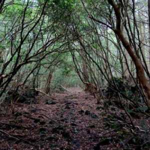 Гората Aokigahara - японска гора на самоубийствата в подножието на планината Фуджи
