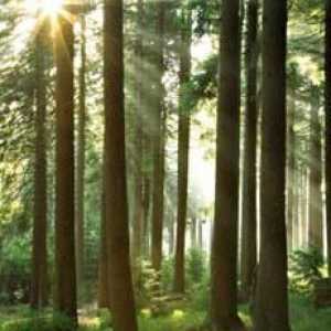 Гората е нашето богатство! Значение, защита и опазване на горите. Горите на Русия