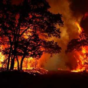 Горски пожари: причини, видове и последици