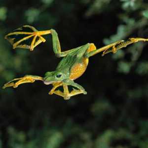 Flying Frog: описание, видове, съдържание в плен