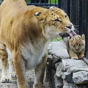 Лигер - хибриди от лъвове и тигри