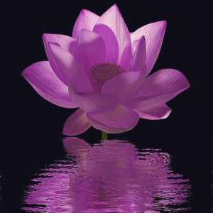 Purple lotus ("ВоВ"): къде да намерите какво е за нея