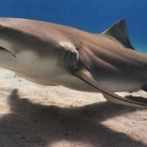 Лимон акула: описание, местообитания, условия за оцеляване