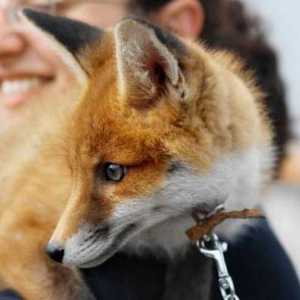 Домашна лисица: особености и условия на задържане. Как се държат лисиците като домашни любимци?