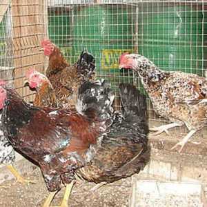 Livenskie пилета: описание на външния вид, характеристики, отличителни белези