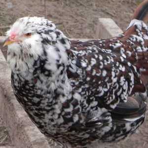 Животни на пиленца: описание, снимка