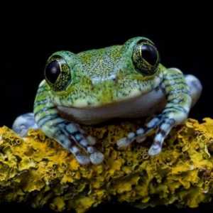 Дали жабата е животно или насекомо? Отделяне на анафилни земноводни