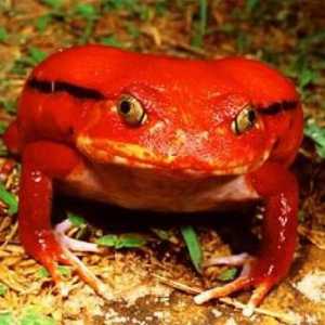 Доматна жаба: описание на необичайно земноводно