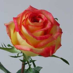 Любими от много градинари - розово "Ambiance"