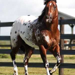 Кон на Appaloosa: снимка, описание. Адалският кон: леопард, залив